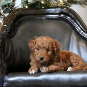 Hershey, Mini Goldendoodle Puppy